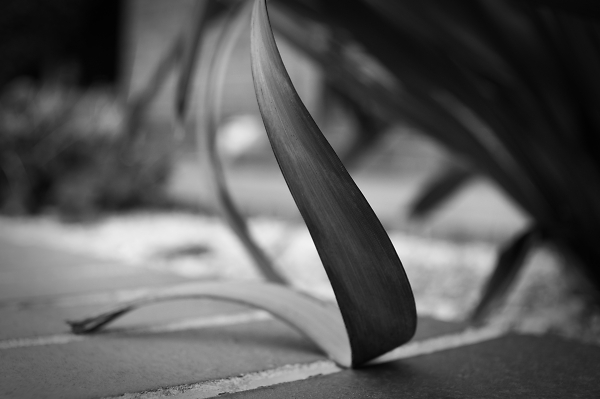 Wilted