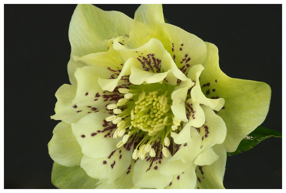Hellebore