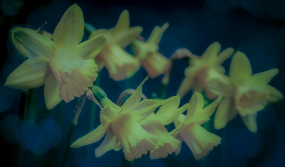 Twilight Daffs