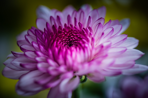 Chrysanthemum