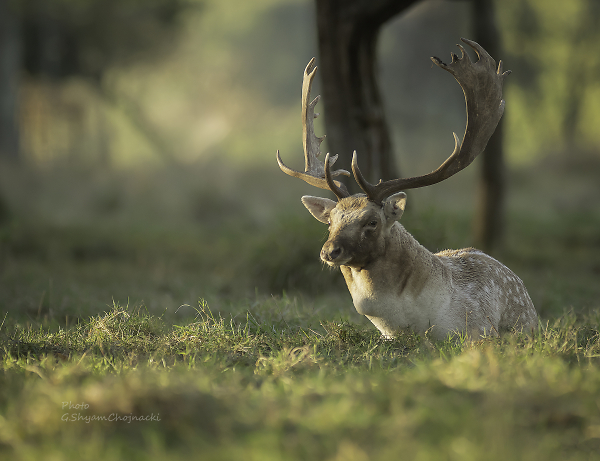 Fallow  Deer