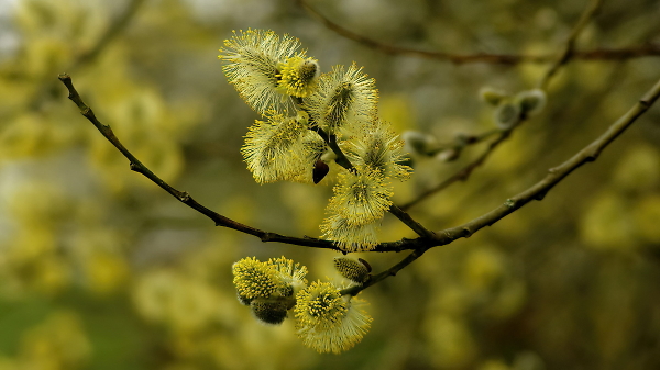 Goat willow