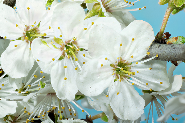 Hawthorne Blossom