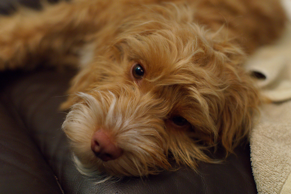 Poppy