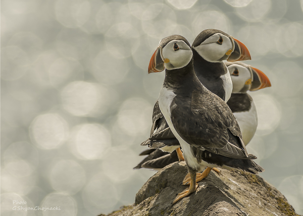Puffins