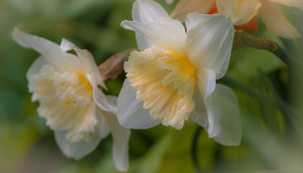 Softness of Spring