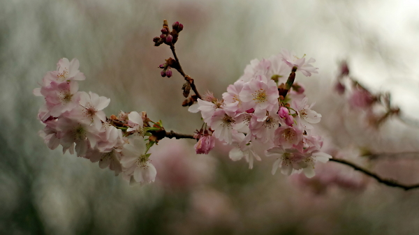 Spring blossom
