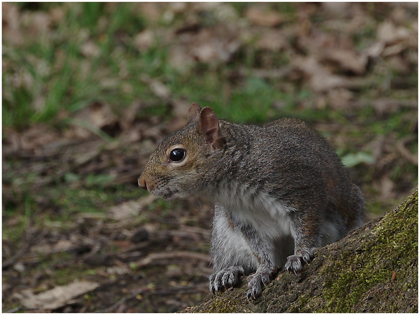 Squirrel