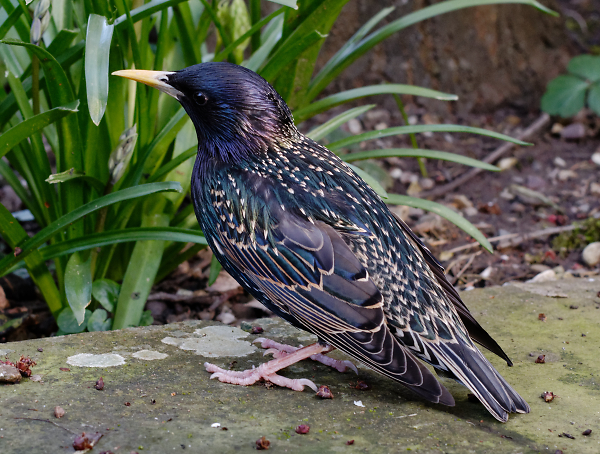 Stunned Starling