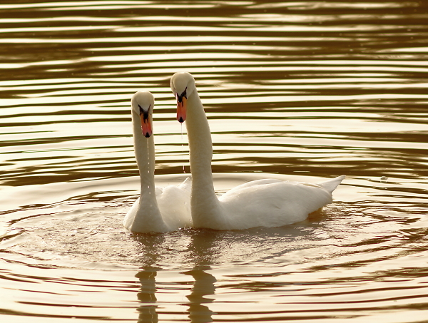 Swan Lake