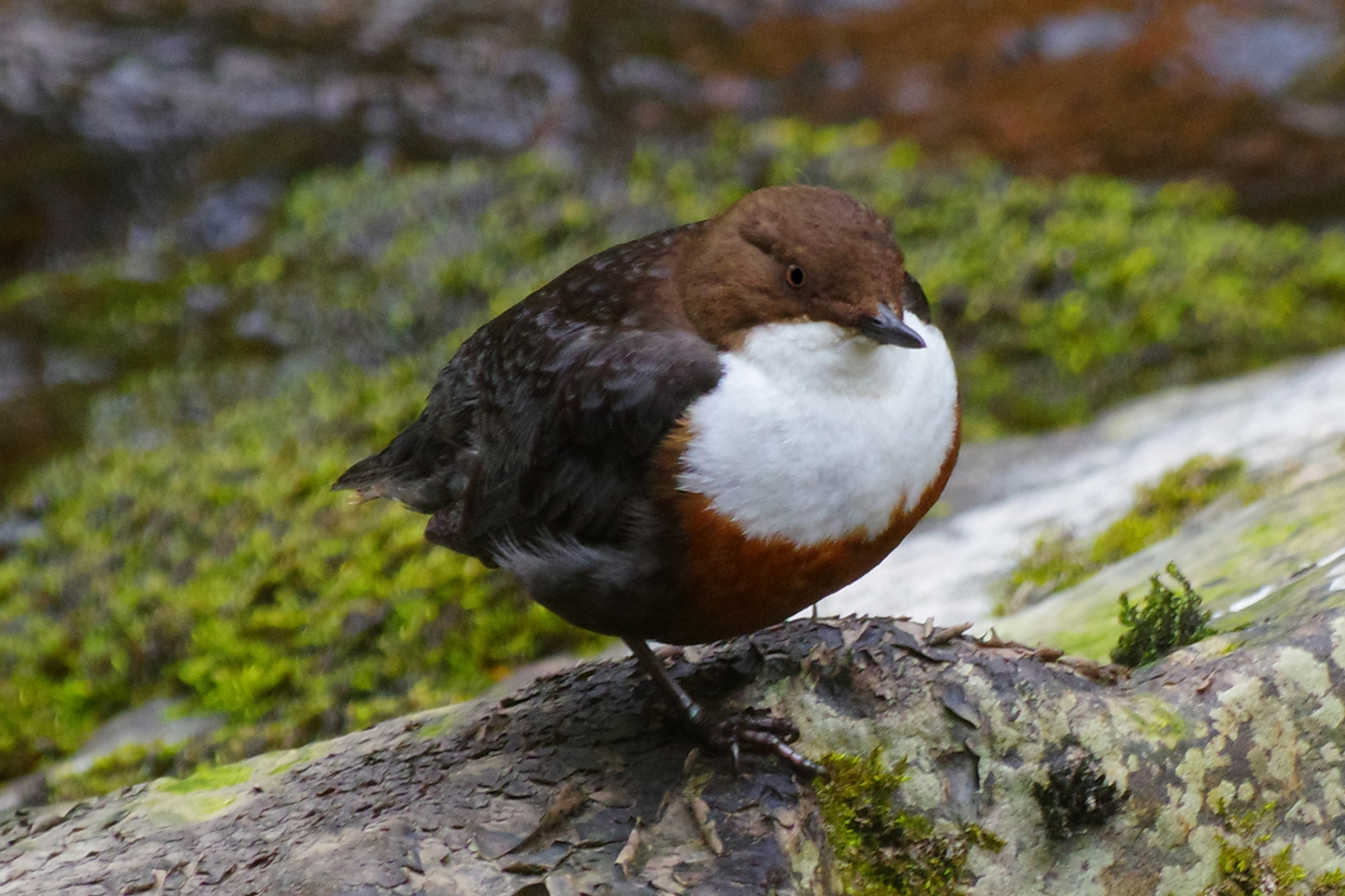 Dipper taking a breather