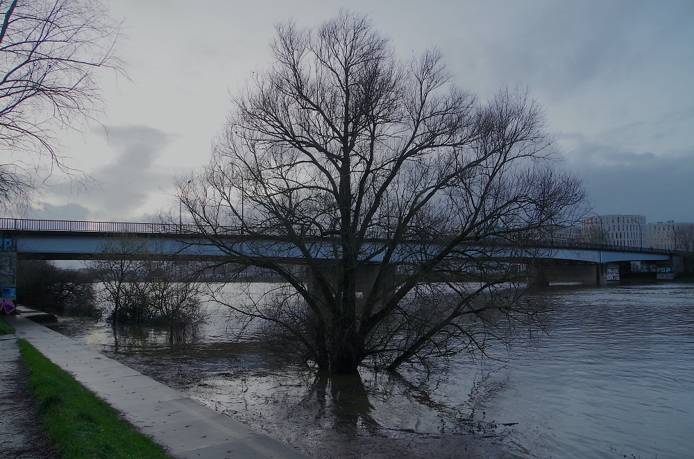 A tree.