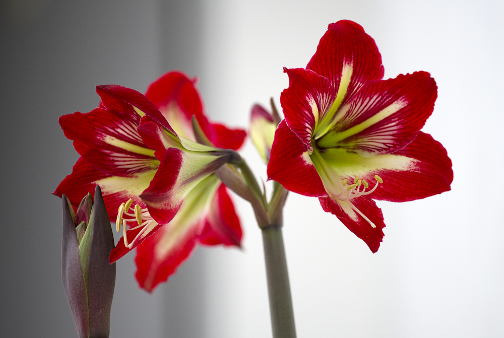 Amaryllis