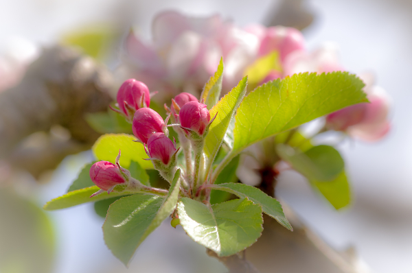 Apple Blossom