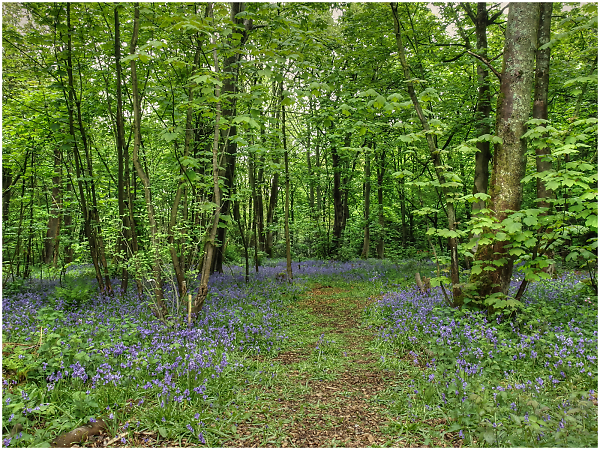 Bluebell Woods