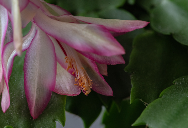Christmas Cactus