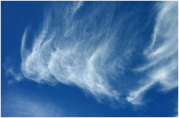 Cotton Wool