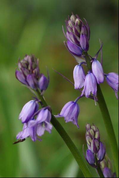 First  Bluebells 2024