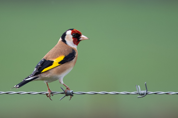 Goldfinch