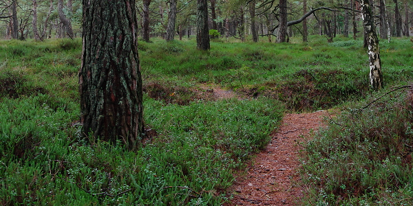 landscape with pine trees and cranberrie shrubs