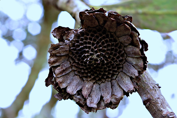 Last remains of a Protea Flower