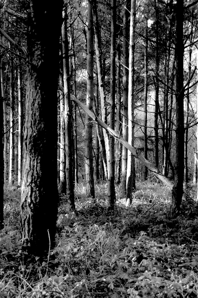 Monochrome Wood