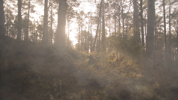 Sunrise Woodlands