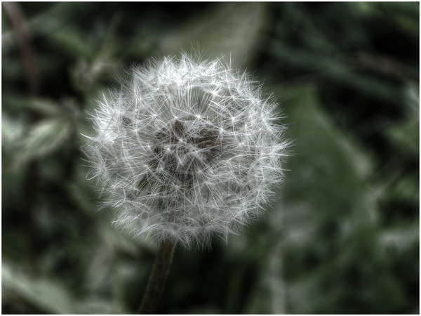 Weed