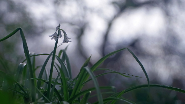 Wild garlic.