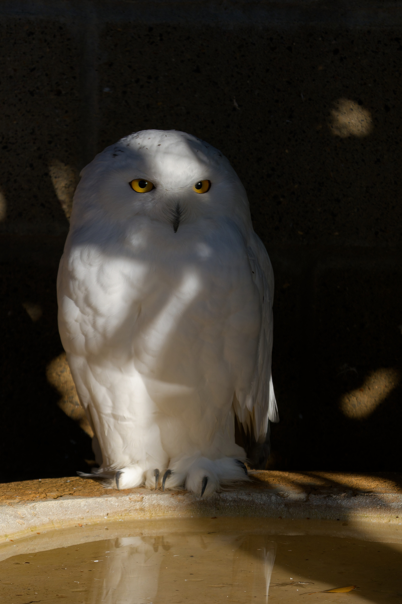Snowy Owl