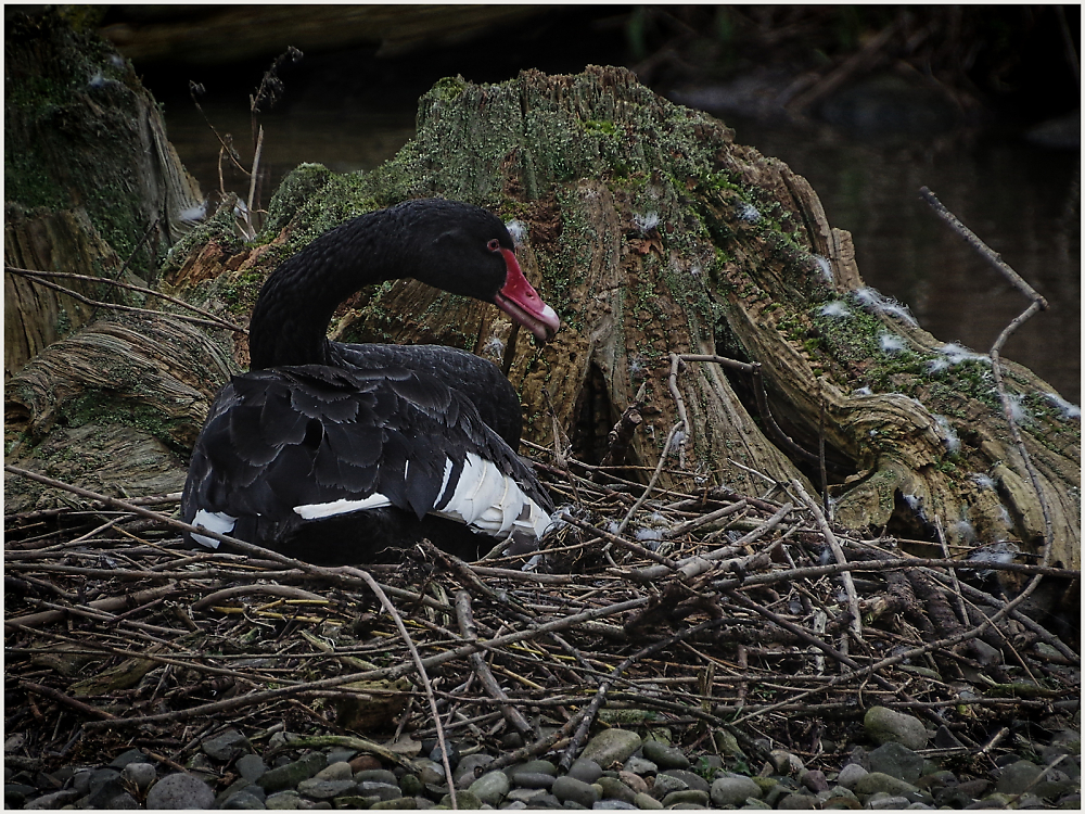 Swan Nesting