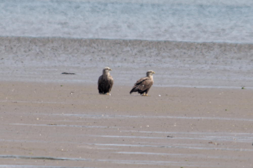 White-tailed Eagles