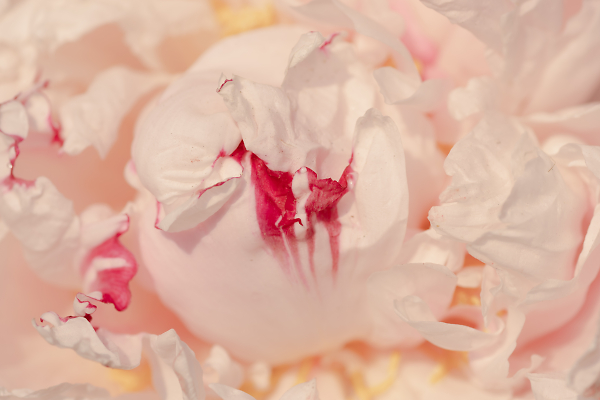 Bleeding While Flowering