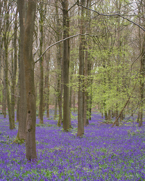 Bluebells