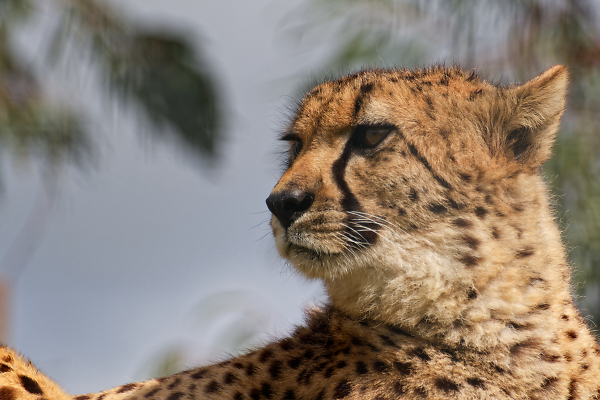 Cheetah