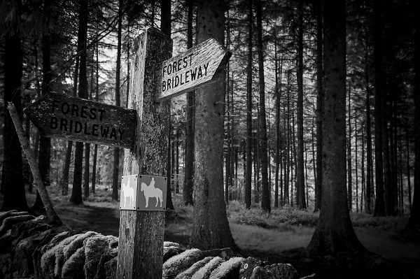 Choose your path?