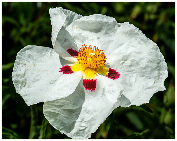 Cistus Ladanifer. ( Common Gum Cistus)