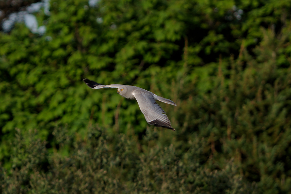 Hen Harrier