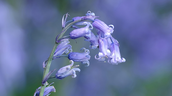 Here is another bluebell.