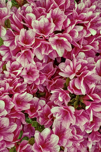 Spring Flowers
