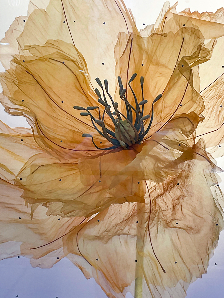 This flower neither blooms nor dies