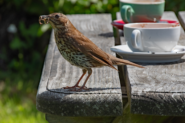 Thrush with food for young