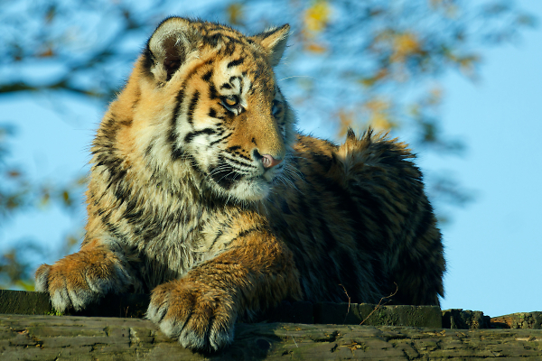 Tiger Cub