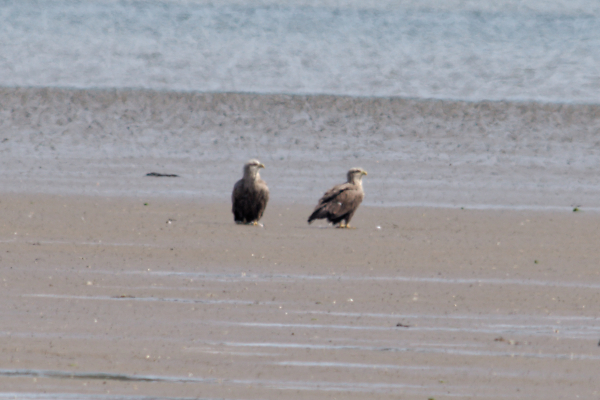 White-tailed Eagles