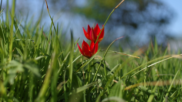 wild tulips in grass