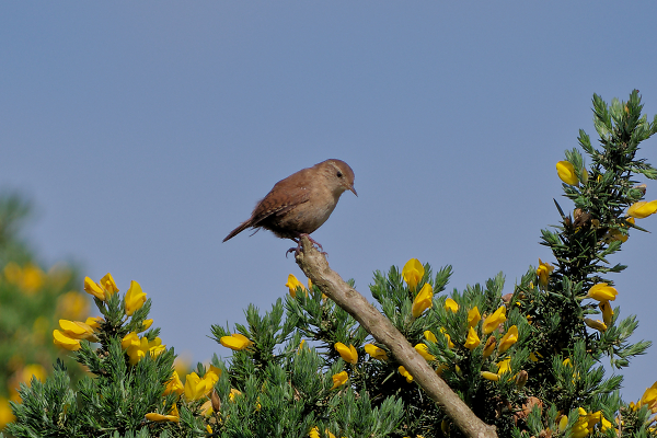 Wren