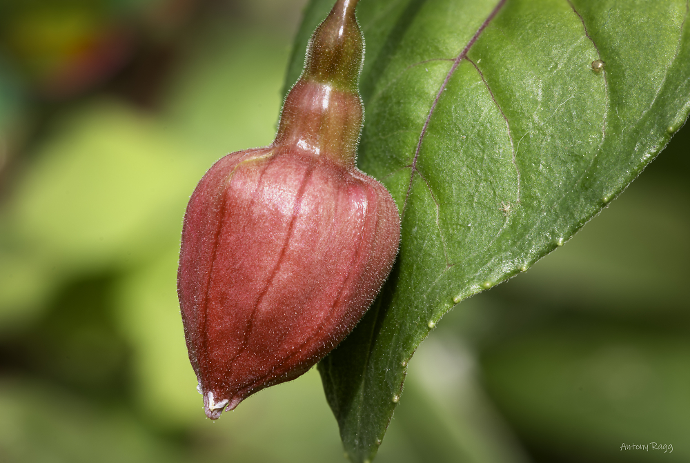 Bud