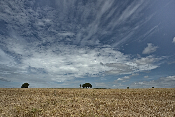 Barley Fields and Sky.