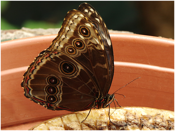 Butterfly at Leeds Tropical World