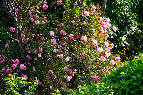 Climbing Rose